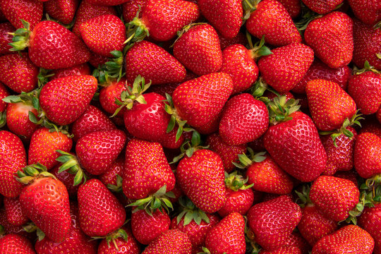 Red large ripe strawberries close-up. Harvest berries.