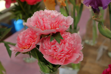 Peony. Beautiful flowering bright summer flower of the family Paeoniaceae