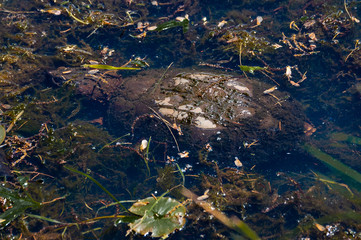 Snapping Turtle