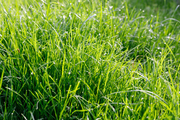 Young green grass with drops of dew in the rays of the morning sun.