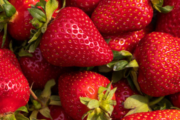 Red large ripe strawberries close-up. Harvest berries.