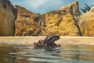 Hippo in water with open mouth. Swimming big africa animal. Dangerous moment