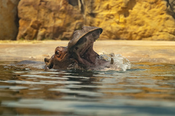 Hippo in water with open mouth. Swimming big africa animal. Dangerous Hippopotamus 