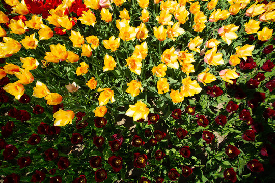 Background image of yellow and red spring tulips