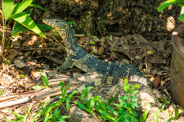 A Monitor Lizard lurking at Bangkok city park, Thailand