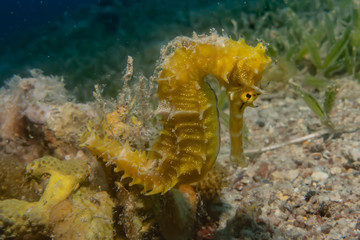 Coral reefs and water plants in the Red Sea, Eilat Israel