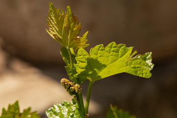 Viticulture - flowers of the vine. Wine-making. Technology of wine production. Wine production in Moldova.	