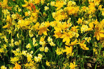Background image of yelow spring flowers in garden