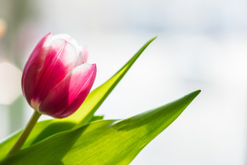 Fresh tulips on pastel colors background..Tulips leaves isolated on a on wooden table and bright background..Spring yellow tulips seasonal time and strong colorful celebration trend flower.