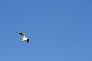 Background seagull flying in the sky with copy space.