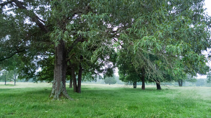 Fototapeta na wymiar Oak grove, meadow with oak trees