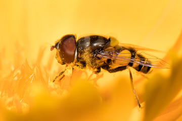 Male Hover fly, commonly mistaken for a bee, is feeding on nectar on a wildflower and is covered in pollen