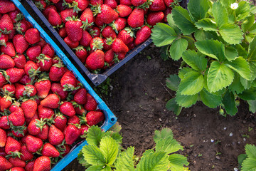 Red large ripe strawberries close-up in boxes on the ground. Strawberry field. Harvest berries. View from above.