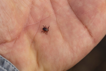 Ixodes ricinus, the castor bean tick, is a chiefly European species of hard-bodied tick. Carrier Lyme disease and tick-borne encephalitis on the human arm.	