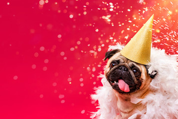 A pug dog in a golden cap and white feather boa on a red background. Congratulations on the holiday