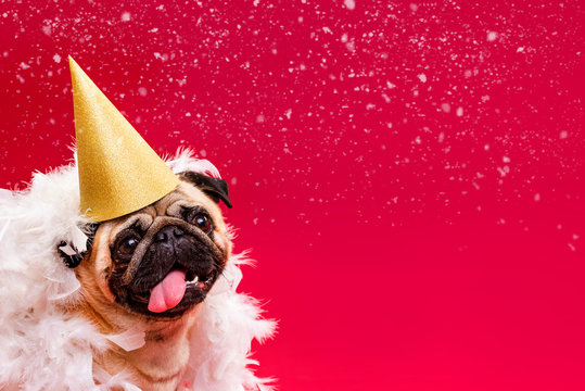 A pug dog in a golden cap and white feather boa on a red background. Congratulations on the holiday