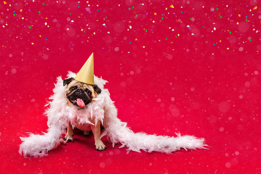 A Pug Dog In A Golden Cap And White Feather Boa On A Red Background. Congratulations On The Holiday