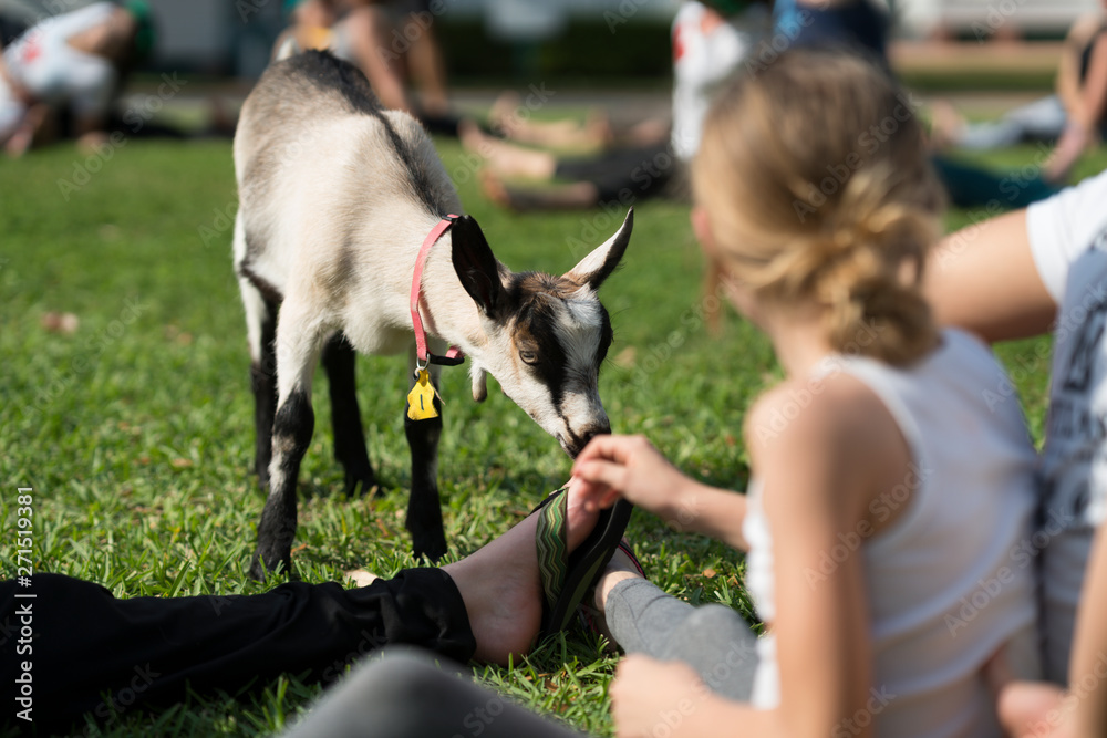 Wall mural baby goat yoga in park