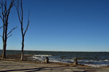 Un &aacute;rbol solo al costado de una laguna. 