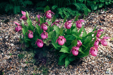 Plant Cypripedium calceolus or lady's-slipper with group purple-pink flowers and green leaves. - 271519385