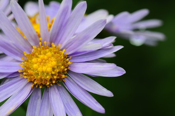 Obraz premium 紫色のキク