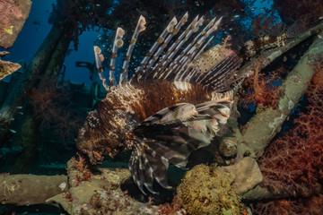 Lion fish in the Red Sea colorful fish, Eilat Israel