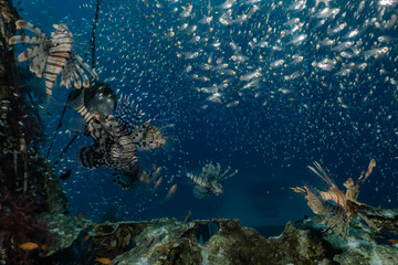 Lion fish in the Red Sea colorful fish, Eilat Israel