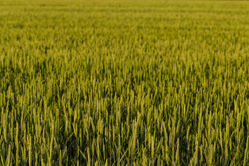Green cereals during flowering. Grain field. Space for wheat. Land for agricultural purposes. Food base of the human race.	