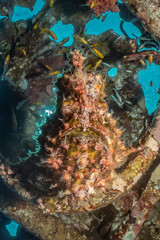 Fototapeta na wymiar Commerson's Frogfish in the Red Sea Colorful and beautiful, Eilat Israel