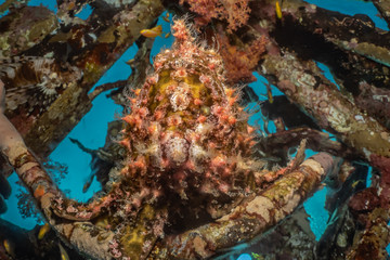 Naklejka na ściany i meble Commerson's Frogfish in the Red Sea Colorful and beautiful, Eilat Israel