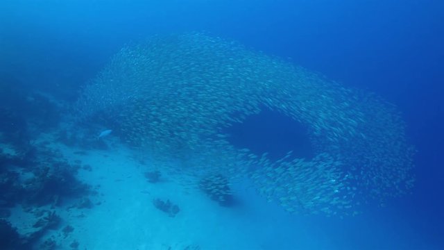 Bait ball in coral reef of Caribbean Sea around Curacao