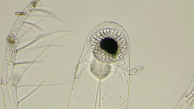 zooplankton under a microscope, Cladocera Leptodora Branchiopoda, a crustacean, is a predator, 98 percent transparent, prefers immature crustaceans of Daphnia, Bosmina, as prey, looks like an alien