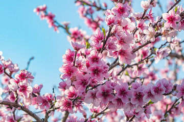 cherry blossom in spring