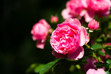 バラ園に咲く薔薇の花