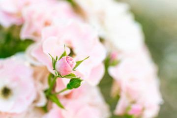 Obraz premium バラ園に咲く薔薇の花