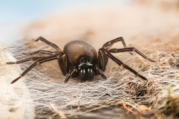 Black Lace-Weaver, Black Lace Weaver, Amaurobius ferox