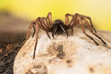 Stone Spider, Stone Ground-spider, Drassodes lapidosus