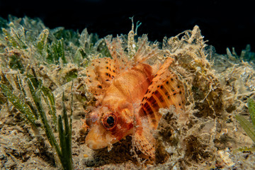 Lion fish in the Red Sea colorful fish, Eilat Israel