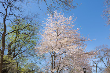 White cherry tree and blue sky