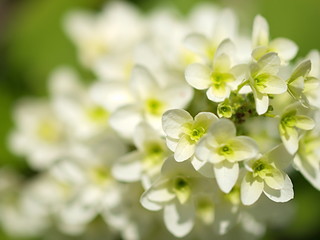 カシワバアジサイの花