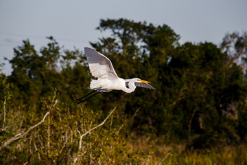 bird flying in the everglades