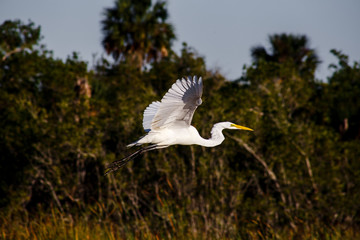 bird flying in the everglades