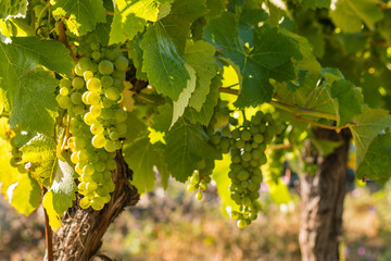 backlit bunches of ripe Sauvignon Blanc grapes on vine in vineyard with copy space © Patrik Stedrak