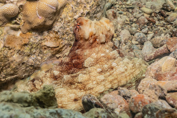 Octopus king of camouflage in the Red Sea, eilat israel 
