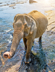 Beautiful elephant mother river outdoor leisure