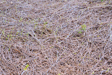 Texture of dry ivy branches. Background of dry ivy branches. Shoots of climbing plants with budding.