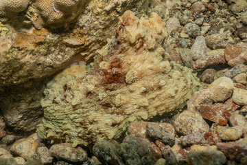 Octopus king of camouflage in the Red Sea, eilat israel 