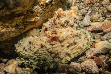 Octopus king of camouflage in the Red Sea, eilat israel 