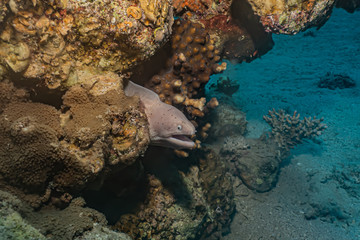 Moray eel Mooray lycodontis undulatus in the Red Sea, eilat israel