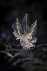 A small, unidentified nudibranch is found in Komodo National Park, Indonesia. This tropical area within the Coral Triangle is known to harbor extraordinary marine biodiversity.